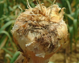 Dégâts de Fusarium sur bulbe d'ail au champ